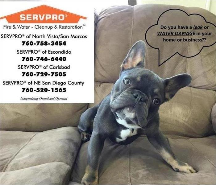 French bulldog on couch with SERVPRO logo and numbers